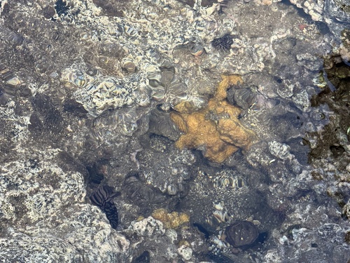 Cyphastrea ocellina observed 2026-06-21