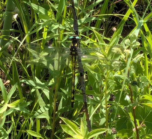 Arrowhead Spiketail photo 5