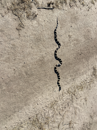 iNaturalist observation photo of California King Snake