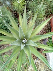 Agave