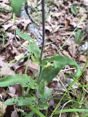 Penstemon arkansanus