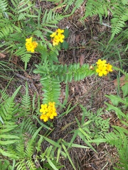 Lithospermum caroliniense
