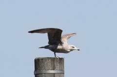 Larus argentatus