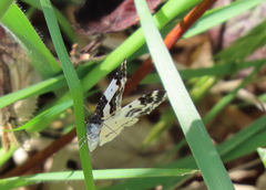 Mesoleuca gratulata