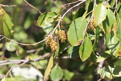 Azara petiolaris, photograph (c) Cesar Ormazabal, some rights reserved (CC BY)