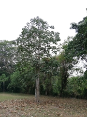 Sterculia apetala