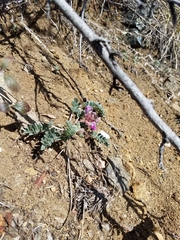 Astragalus shortianus