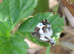 Mesoleuca gratulata