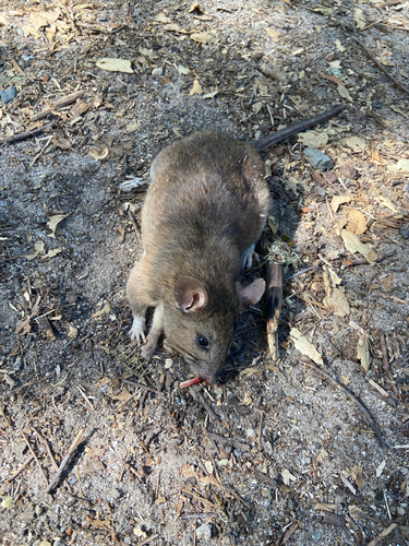 iNaturalist observation photo of North American Mice and Rats