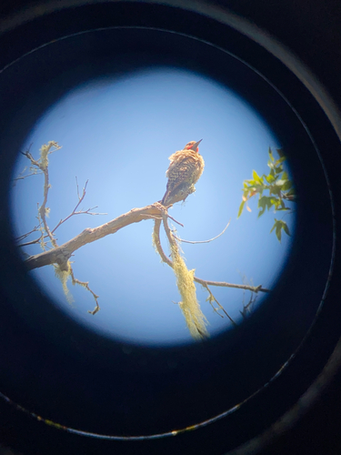 iNaturalist observation photo of Northern Flicker