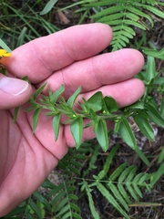 Lithospermum caroliniense