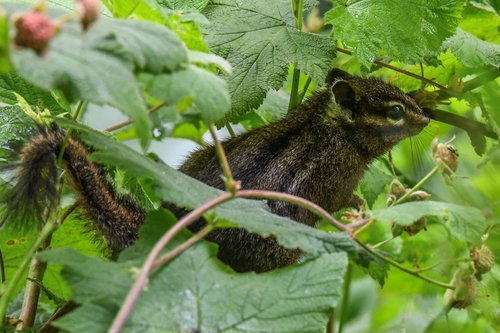 Yellow-cheeked Chipmunk observed by erikmartin