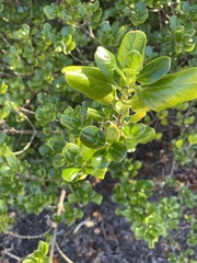 Coprosma repens