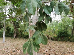 Sterculia apetala
