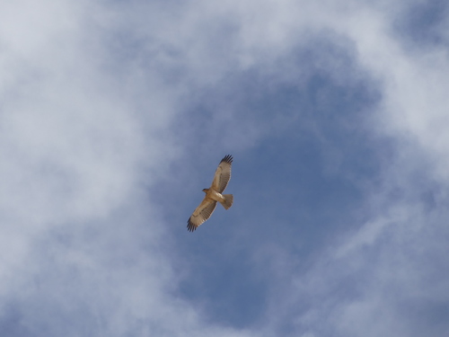 Bonelli's Eagle