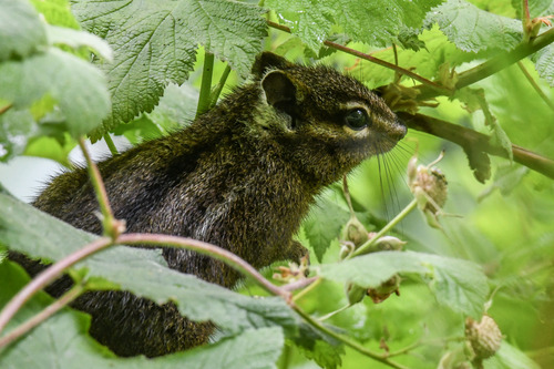Yellow-cheeked Chipmunk observed by erikmartin