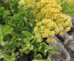 Astydamia latifolia, photograph (c) Lídia Carrera, some rights reserved (CC BY)