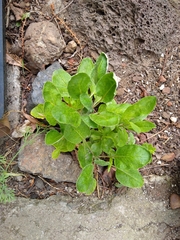 Eriogonum fasciculatum fasciculatum