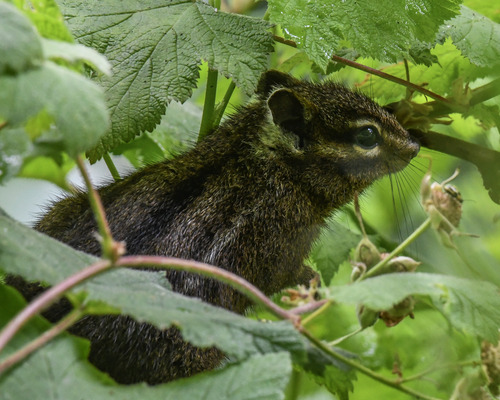 Yellow-cheeked Chipmunk observed by erikmartin