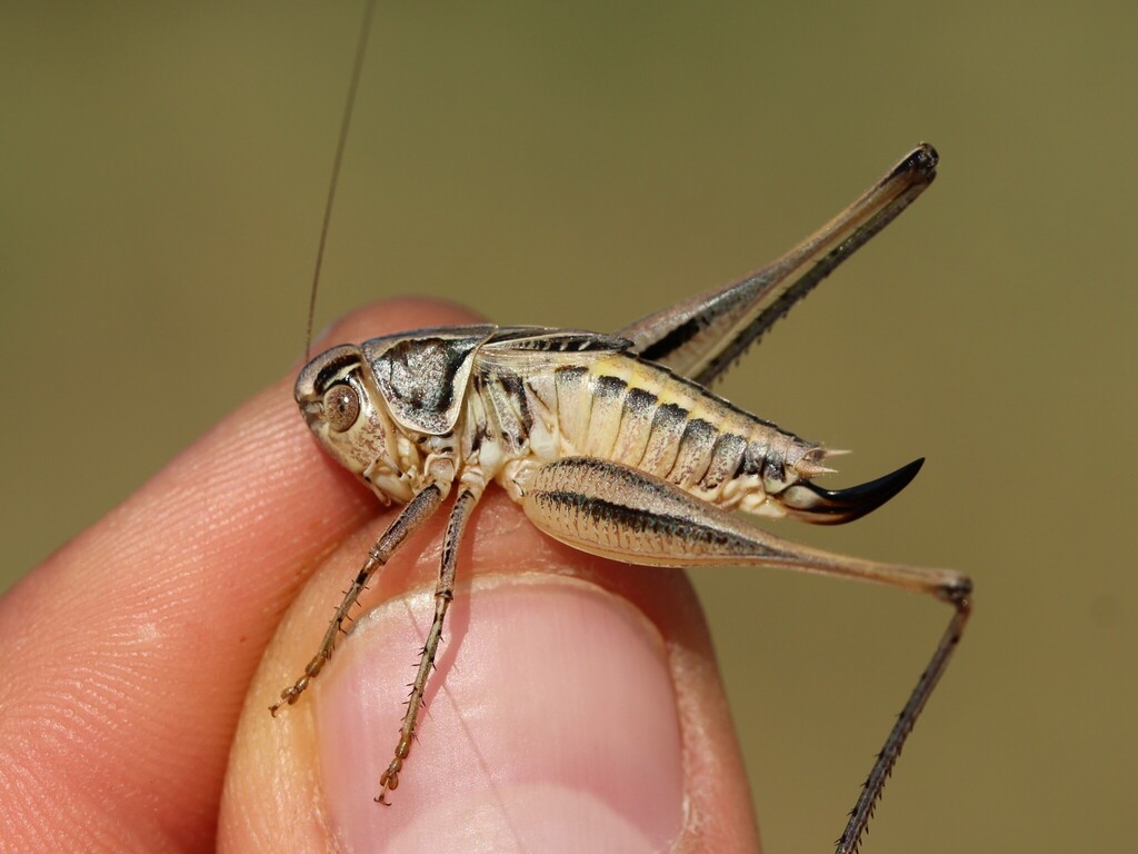 Tessellana nigrosignata