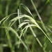 Smilo Grass - Photo (c) docprt, some rights reserved (CC BY-NC), uploaded by docprt