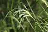 Smilo Grass - Photo (c) docprt, some rights reserved (CC BY-NC), uploaded by docprt