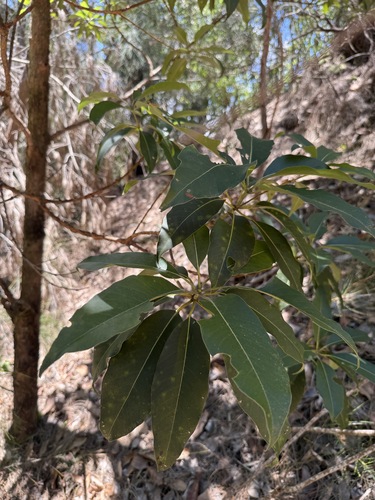 Lophostemon confertus observed 2026-06-21