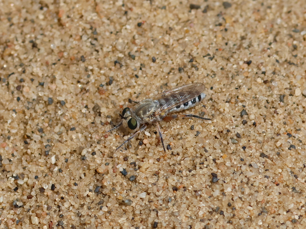 Yellow-legged Dunerobber