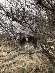 Dolichovespula maculata