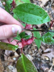Contarinia cerasiserotinae