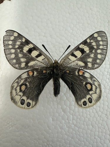 Dusky Apollo
