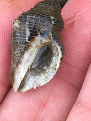 Acanthinucella