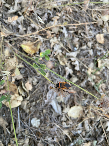 iNaturalist observation photo of Largus