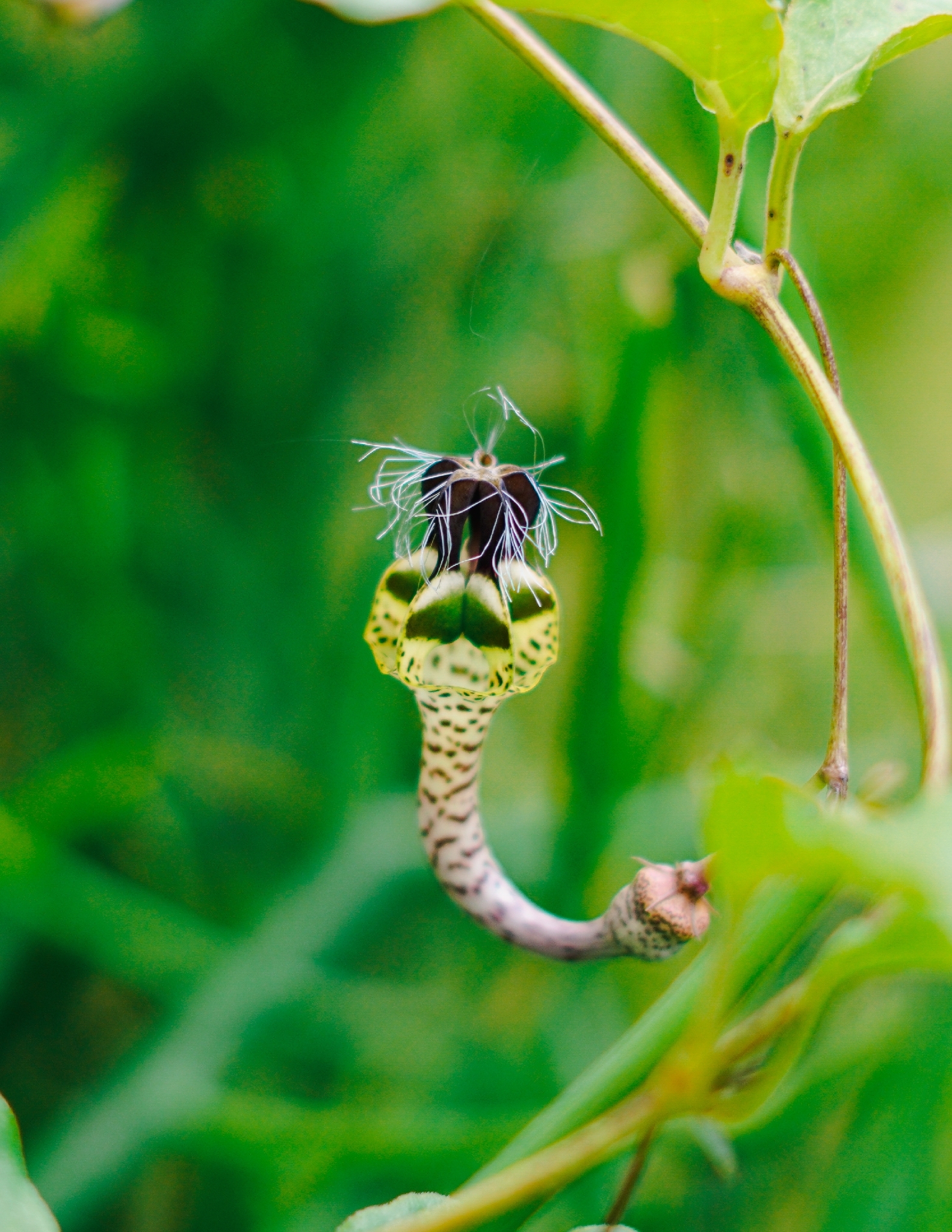 Ceropegia yorubana
