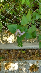 Tamaulipa azurea