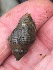 Acanthinucella