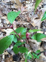 Contarinia cerasiserotinae