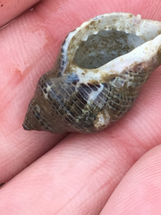 Acanthinucella