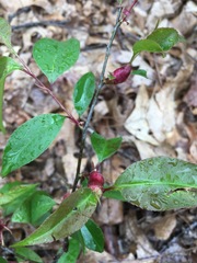 Contarinia cerasiserotinae