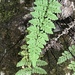 Alabama Lipfern - Photo (c) Brooke Smith, some rights reserved (CC BY), uploaded by Brooke Smith