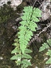 Alabama Lipfern - Photo (c) Brooke Smith, some rights reserved (CC BY), uploaded by Brooke Smith