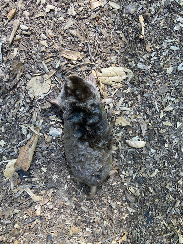 iNaturalist observation photo of Northern Broad-footed Mole