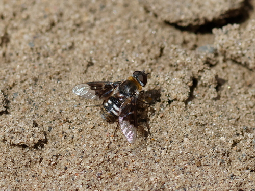 Thyridanthrax fenestratoides
