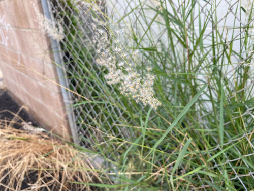 Melinis repens observed 2026-07-01