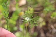 Daucus pusillus