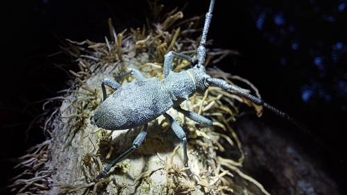 Morimus asper