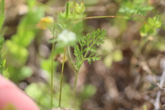 Daucus pusillus