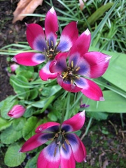 Tulipa humilis