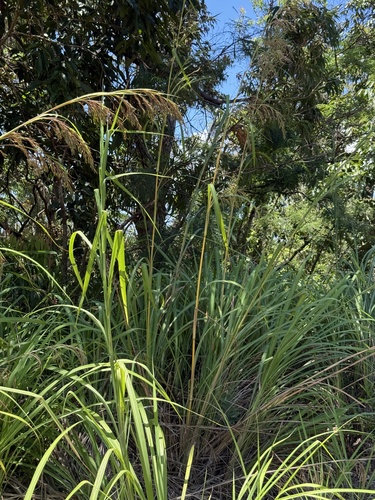 Themeda villosa observed 2026-06-21
