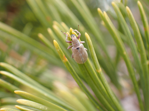 iNaturalist observation photo of Pachyrhinus elegans